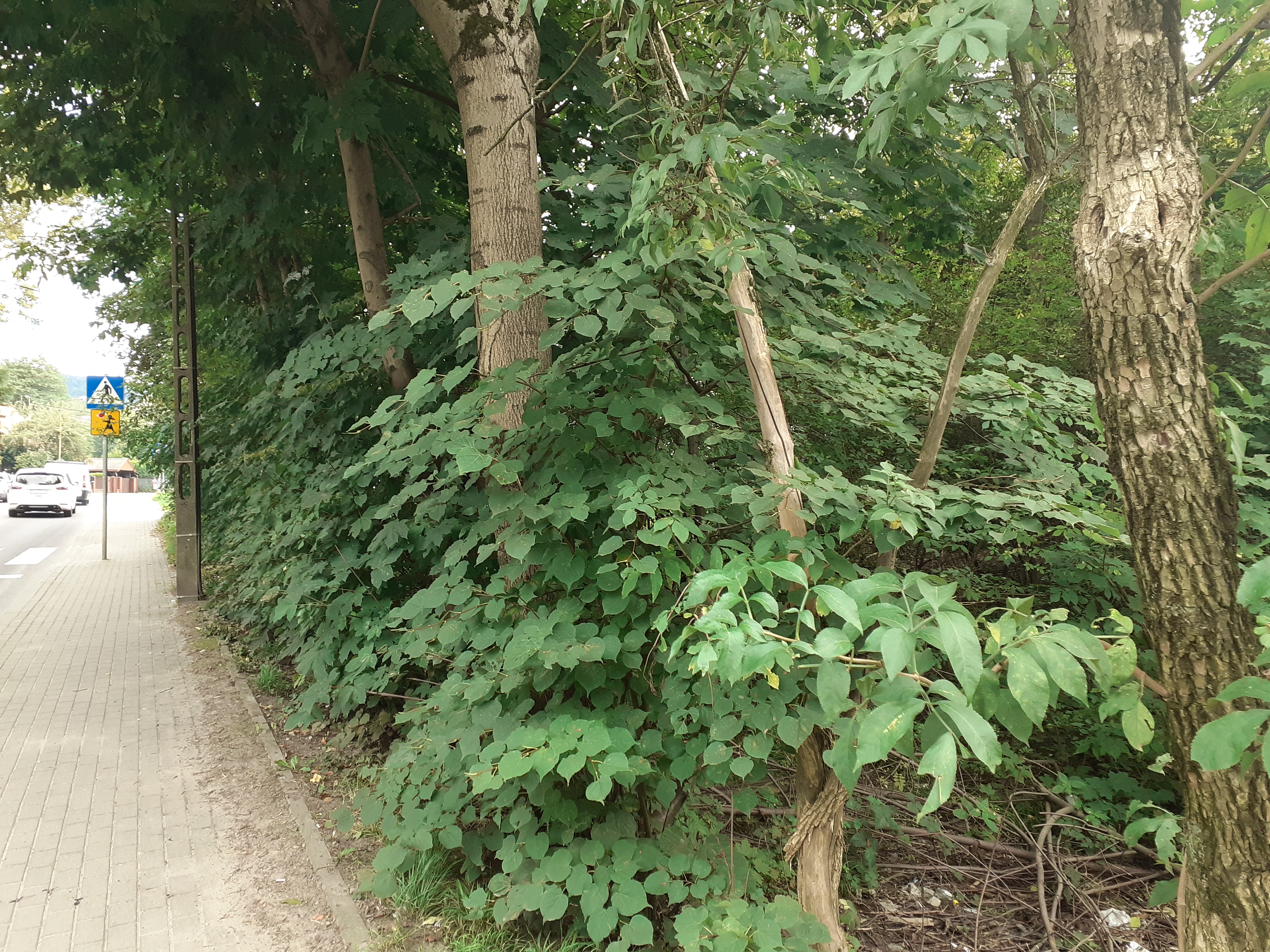 Zdjęcie działki niezabudowanej przy ul. Lipnickiej i sąsiadującego chodnika