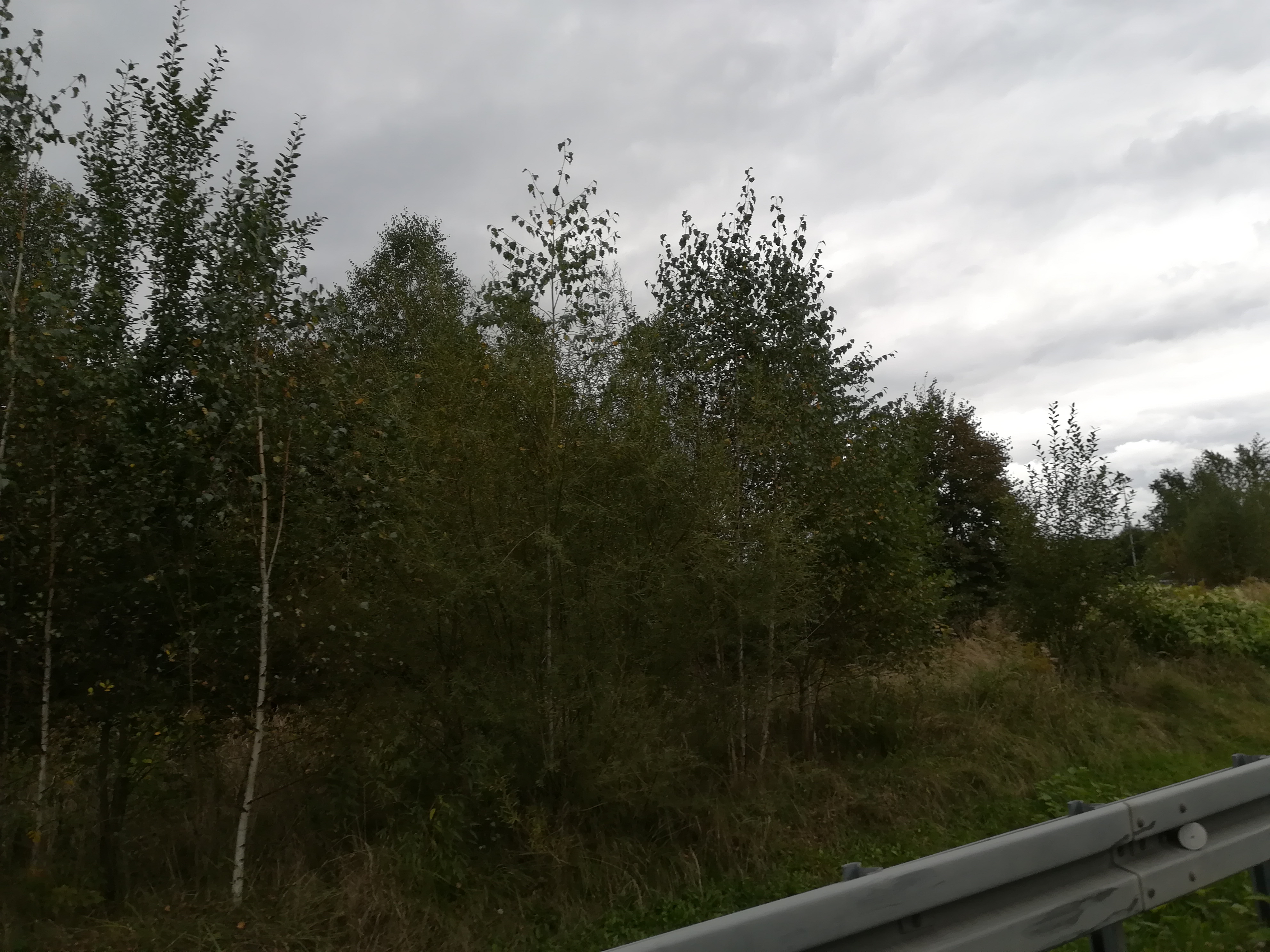 Zdjęcie działki niezabudowanej przy ul. Bohaterów Monte Cassino oraz Rudawka