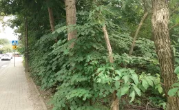 Zdjęcie działki niezabudowanej przy ul. Lipnickiej i sąsiadującego chodnika