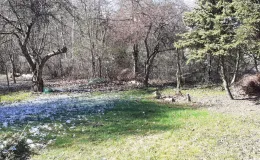 Zdjęcie nieruchomości zabudowanej budynkiem mieszkalnym wolnostojącym przy ul. Botanicznej 5