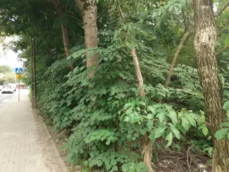 Zdjęcie działki niezabudowanej przy ul. Lipnickiej i sąsiadującego chodnika